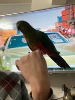 Grandes perruches royales, Animaux & Accessoires