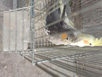 Kppl mooie valkparkieten  35€ beschikbaar voor biedingen