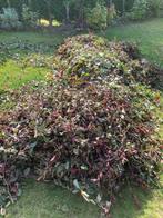 COUPES DE HAIE HETRE POUR COMPOST OU PAILLAGE SEMIS, Ophalen, Compost