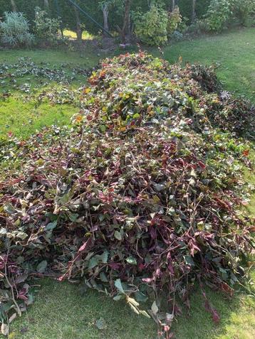 COUPES DE HAIE HETRE POUR COMPOST OU PAILLAGE SEMIS beschikbaar voor biedingen