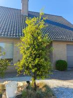 Steeneik van + 3,5 meter zie foto's, Tuin en Terras, Ophalen, Halfschaduw, Overige soorten, 250 tot 400 cm