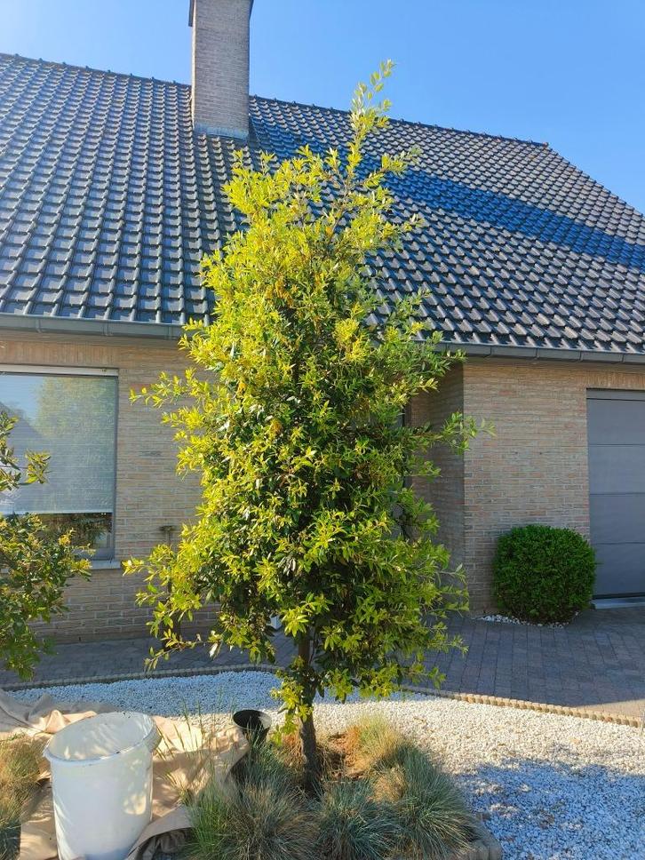 Steeneik van + 3,5 meter zie foto's, Tuin en Terras, Planten | Bomen, Overige soorten, 250 tot 400 cm, Halfschaduw, Zomer, Ophalen