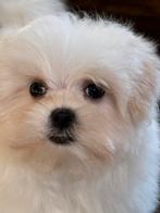 Maltezer pupjes, Dieren en Toebehoren, Honden | Chihuahua's en Gezelschapshonden, België, Maltezer, CDV (hondenziekte), 8 tot 15 weken