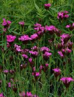 Dianthus carthusianorum, Ophalen