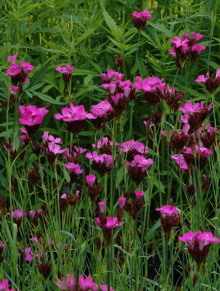 Dianthus carthusianorum, Tuin en Terras, Planten | Tuinplanten, Ophalen
