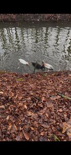 Broedeieren loopeend met kuif veel eitjes