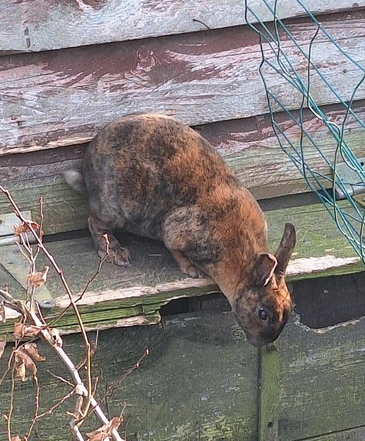 rex dwergkonijnen 'japanners' (Allergie vriendelijk), Dieren en Toebehoren, Konijnen