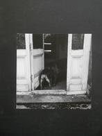 Photo d'art misérabiliste d'un chien, (années 1970-1980), Antiquités & Art, Enlèvement ou Envoi