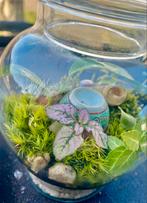 Mos terrarium’s op aanvraag, Huis en Inrichting, Ophalen of Verzenden