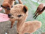 Handtamme Alpaca hengst van 2024, Dieren en Toebehoren, Juni, Mannelijk