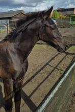 Arabo fries, Dieren en Toebehoren, Paarden, Hengst, Niet van toepassing, Gechipt, 0 tot 2 jaar