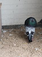 Pigeon Gaditano, Plusieurs animaux, Boulant