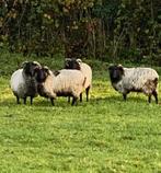 mouton, Animaux & Accessoires, Moutons, Chèvres & Cochons, Plusieurs animaux, Mouton, 0 à 2 ans