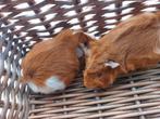 2 gratis beertjes nog jong, Dieren en Toebehoren, Knaagdieren, Juni, Cavia