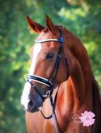 paard, Dieren en Toebehoren, Paarden, 175 cm of meer, Gechipt, Ruin, M