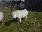 SHETLAND  ponytje, ZZ, Meerdere dieren, Gechipt, 7 tot 10 jaar