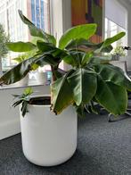 Bananenboom in aardewerken pot, Huis en Inrichting, Kamerplanten, Ophalen, In pot