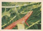 CHROMO -  RODE  WATERSALAMANDER, Verzamelen, Foto's en Prenten, Verzenden, Zo goed als nieuw, Dier, Prent
