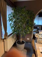 Ficus Benjamina, Maison & Meubles, Plantes d'intérieur, Ficus, En pot, 150 à 200 cm, Enlèvement