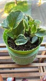 Peperomia obtusifolia marble, Huis en Inrichting, Kamerplanten, Ophalen