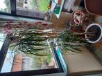 Dracenea zonder de pot, Dieren en Toebehoren, Ophalen, Zo goed als nieuw