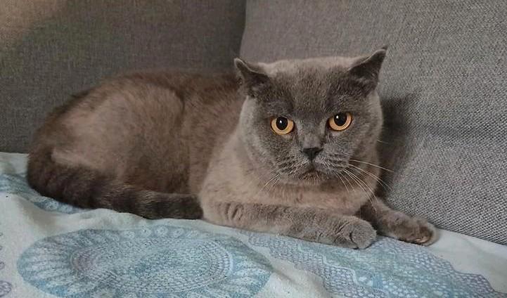 Britse korthaar te koop, Dieren en Toebehoren, Katten en Kittens | Raskatten | Korthaar, 3 tot 5 jaar