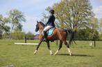 D pony, Dieren en Toebehoren, Pony's, Merrie, D pony (1.37m tot 1.48m), Gechipt, 11 jaar of ouder