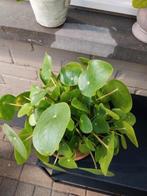 Pannekoek plant., Tuin en Terras, Planten | Tuinplanten, Ophalen of Verzenden