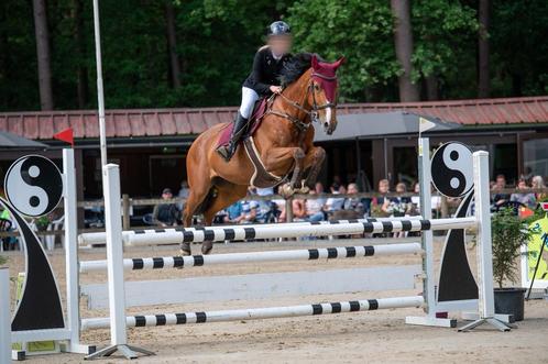 Springpaard te koop, Dieren en Toebehoren, Paarden, Merrie, Springpaard
