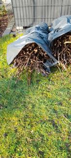 Brandhout, Enlèvement