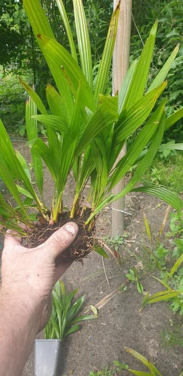 TRACHYCARPUS  FORTUNEI  2 JARIGE STEKJES beschikbaar voor biedingen