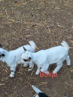 Geiten bokje, Dieren en Toebehoren, Schapen, Geiten en Varkens, Mannelijk, Geit, 0 tot 2 jaar