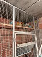 18 jonge kanssplit dun fallow, Dieren en Toebehoren, Meerdere dieren, Dwergpapegaai of Agapornis, Geringd