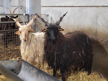 Racka schapen bokjes van 1 jaar oud 