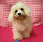 Super lieve Bichon Frisé pup!, 15 weken tot 1 jaar, Overige rassen, Buitenland, Eén hond