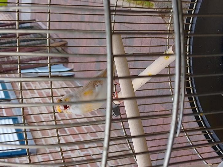 ZEER goed fluitende KLEURKANARIES van 2025 geringd, Dieren en Toebehoren, Vogels | Kanaries, Zangkanarie, Meerdere dieren