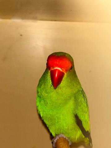 2-2 agapornis taranta beschikbaar voor biedingen