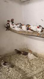 Zebravinken, Animaux & Accessoires, Oiseaux | Oiseaux Autre