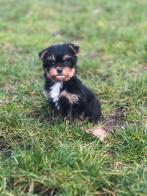 Biewer York-shire pupjes bij ons geboren, Dieren en Toebehoren, Honden | Jack Russells en Terriërs, Parvo, België, Overige rassen