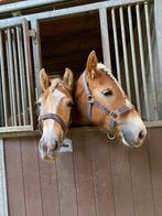 halve stal, Dieren en Toebehoren, Merrie, Minder dan 160 cm, Springpaard, Gechipt