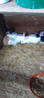 Konijnen, Dieren en Toebehoren, Konijnen, Meerdere dieren, 0 tot 2 jaar