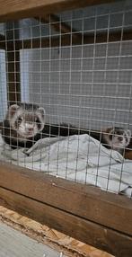 2 handtamme jonge fretjes, Dieren en Toebehoren, Fret, Mei, Meerdere dieren, Tam