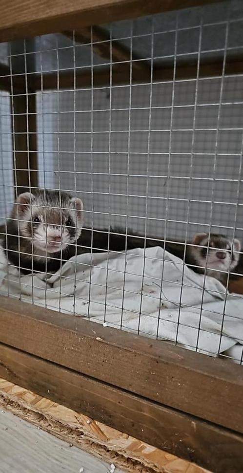 2 handtamme jonge fretjes, Dieren en Toebehoren, Knaagdieren, Meerdere dieren, Fret, Mei, Tam