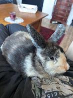 Konijtje, Dieren en Toebehoren, Konijnen, Mannelijk, Middelgroot, 0 tot 2 jaar