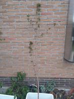 Jonge kerselaars uit volle grond., Tuin en Terras, Planten | Bomen, Overige soorten, Ophalen, 100 tot 250 cm