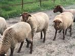 6 voskop ooitjes van dit jaar