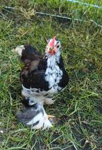 Cochin haan, Dieren en Toebehoren, Pluimvee