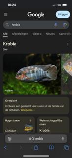 Krobia’s, Dieren en Toebehoren