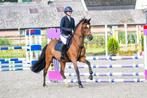 Groenoord's Bonita (pony), Dieren en Toebehoren, Paarden, Merrie, Springpaard, Minder dan 160 cm, M