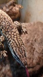 Varanus acanthurus, Dieren en Toebehoren, Reptielen en Amfibieën